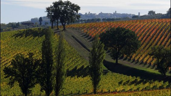 ALVARO PALINI: UN VISIONARIO CHE HA TRASFORMATO IL SAGRANTINO MODERNO